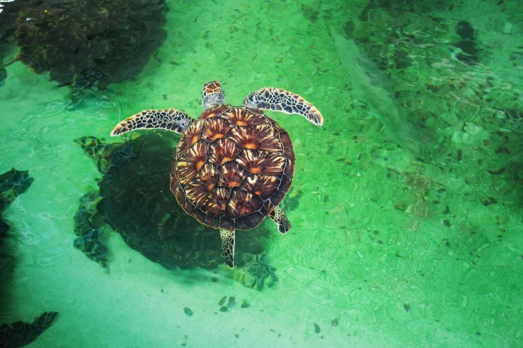 Vinpearl Discovery Rockside Nha Trang Esterno foto